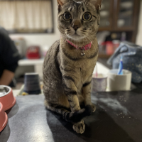 モカ
