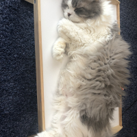 けん太