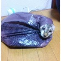 りゅうき