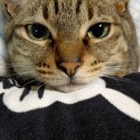チビ