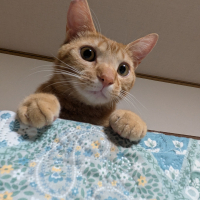 ぽてと