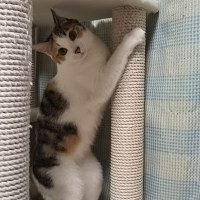 ココ