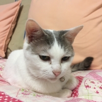 チビ