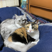 ミーちゃん