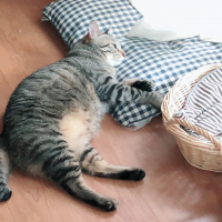 ミーさん(チビちゃん)