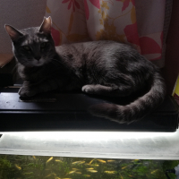 あきな