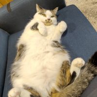 あずき