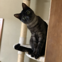 キキ