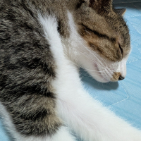 きん