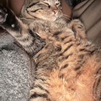チロ