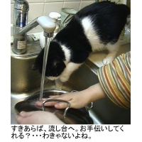 ＞ネコかーちゃん＜