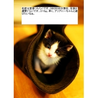 ＞ネコとーちゃん＜