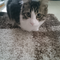 みいた