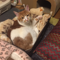 もも