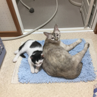 ラム