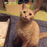 ちょこ