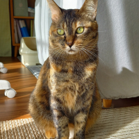 いのは
