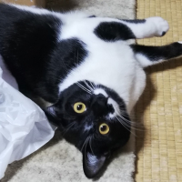 クロ