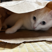 米子(よねこ)