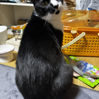 のりすけ