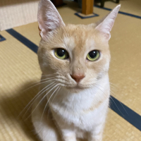 きなこ