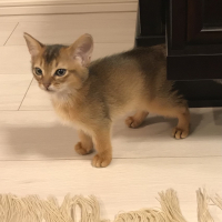 コロ