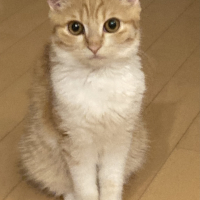 ヒバ
