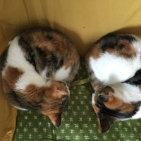 きなことあずき