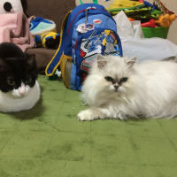 くらら