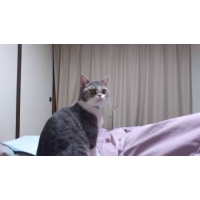 ほけ