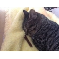 モカ
