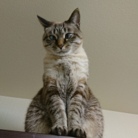 麦