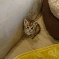 美柑(みかん)ちゃん