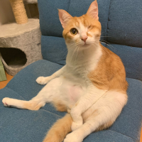きなこ