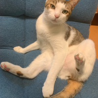 ごま
