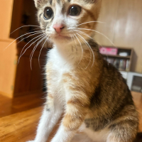むぎ