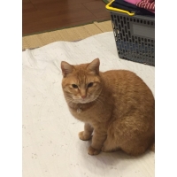 キャンディー