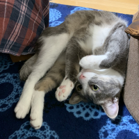 モア