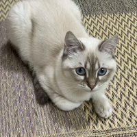 ラテ