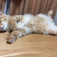 虎鉄
