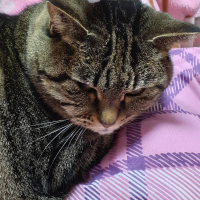みみめろ