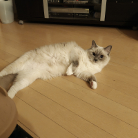 メルル