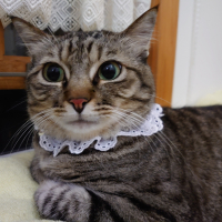 結ちゃん（保護猫ちゃん）