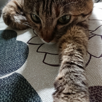 あんず