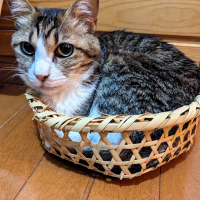 ニャポ