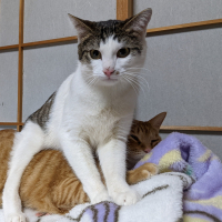 ウルル