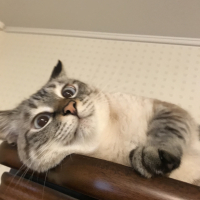 ララ