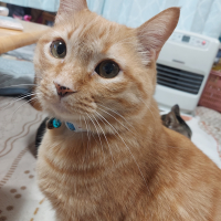 にの