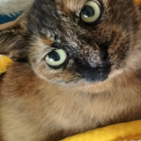モカ