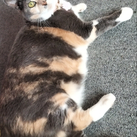 マロン